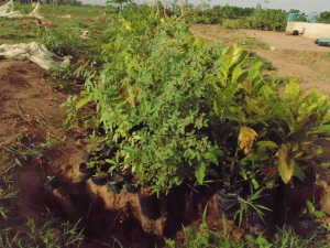 Remember the trench we dug for the tree sacks (if you don't, scroll down to the previous post)? All filled with trees! Each woman had 5 cashews, 5 mangoes, two papayas, an orange, and a lemon.  