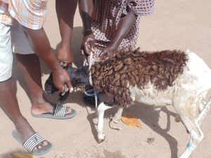 The head of the household, Modu Ndiaye, and nephew, Bobacar Ndiaye, bring out the Tabaski sheep for slaughter. 