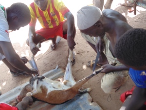 My host father, Ba Modu Ndiaye (wearing white cap), and nephews, Alieu Ndiaye and  Samba Ndiaye, preparing the goat. The goat is skinned, gutted, and butchered. The children like to keep the hide to stretch over empty metal pots to make drums.