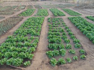 Beds (5mx1m) of iceberg lettuce. Each group has a bed of lettuce, each head is sold for the equivalent of 20 cents.