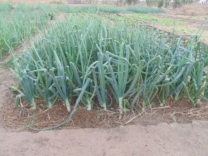 Onions grew much better this year than our last attempt. Much more  vibrant and vigorous, undoubtedly due to the additional manure constantly worked in every two weeks. These have now been harvested and are being left to cure.  